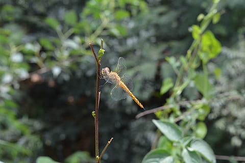helicopter, fly, nature, insert, green, food, glass, eat, fresh, hiking, noccelara, sharp, landscape, leaf, black, plant, growth, close-up, one animal, plant part, day, focus on foreground, invertebrate, animals in the wild, beauty in nature, green color, no people, insect, animal wildlife, animal themes, animal, plant stem, outdoors, 5K, CC0, public domain, royalty free