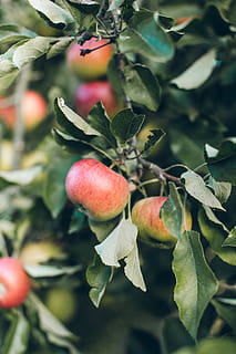 roter Apfel, Apfel, Pflanze, Obst, Lebensmittel, Frankreich, Champagner, Baum, Blatt, Natur, Pfirsich, Tierwelt, fallen, Herbst, Obstgarten, Blätter, produzieren, Garten, rot, Calvados, Äpfel, Wachstum, Essen und Trinken, Pflanzenteil, gesundes Essen, Frische, Nahansicht, keine Leute, Fokus auf den Vordergrund, Schönheit in der Natur, Tag, grüne Farbe, Wohlbefinden, selektiver Fokus, draußen, reif, 5K, CC0, gemeinfrei, lizenzfrei