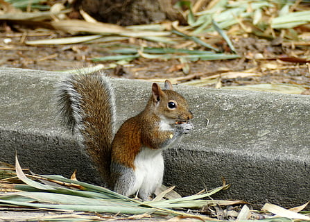 veveriţă, nuci, rozător, nuca, drăguţ, natură, nager, coadă, possierlich, cu blană, mânca, croissant, lumea animalelor, animale tematice, animal, animale sălbatice, un animal, mamifer, animale în sălbăticie, animale vertebrate, nici o persoana, teren, să se concentreze asupra primelor elemente, zi, mâncare, camp, a închide, în aer liber, plantă, alimente, mustăţi, 4K, CC0, domeniu public, fără drepturi de autor