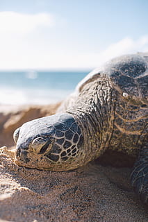 gri, broasca testoasa, malul marii, târâtoare, animal, Viata marina, broască țestoasă, testoasa, O'ahu, natură, ocean, animale, fotografia naturii, marele țestoase, apă, acvariu, scurgere de ulei, box turtle, în aer liber, mare, pasăre, animale sălbatice, un animal, animale în sălbăticie, animale tematice, a închide, teren, plajă, animale vertebrate, zi, nici o persoana, să se concentreze asupra primelor elemente, partea corpului animalului, orizont, orizontul peste apă, cap de animal, marin, pe scara animalelor, 4K, CC0, domeniu public, fără drepturi de autor