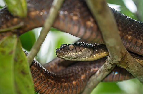 serpent brun, reptile, thèmes animaux, animal, la faune des animaux, un animal, animaux à l'état sauvage, vertébré, fermer, serpent, partie du corps de l'animal, la nature, personne, branche, arbre, journée, partie de la plante, plante, tête d'animal, feuille, la communication, en plein air, échelle animale, toxique, bouche d'animal, iguane, 5K, CC0, domaine public, libre de droits