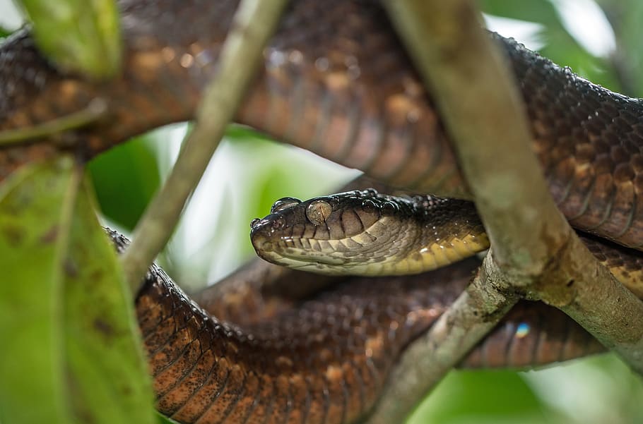 cobra marrom, réptil, temas animais, animal, animais selvagens, um animal, animais em estado selvagem, vertebrado, fechar-se, serpente, parte do corpo animal, natureza, ninguém, ramo, árvore, dia, parte da planta, plantar, cabeça de animal, folha, comunicação, ao ar livre, escala animal, venenoso, boca de animal, iguana, 5K