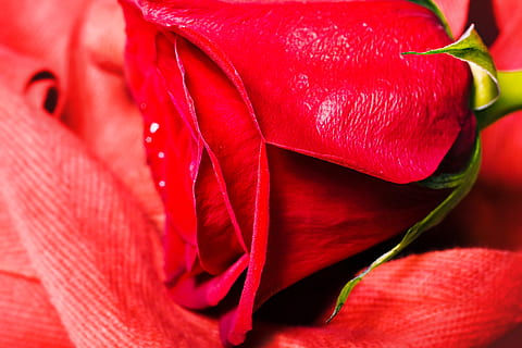rose, red, stem, background, , decoration, concept, closeup, green, floral, petal, day, aroma, symbol, celebration, light, gift, gardening, love, macro, elegant, texture, garden, color, valentine, romance, single, bud, natural, flirting, spring, passion, anniversary, flower, leaf, holiday, summer, event, blossom, fragility, object, plant, beauty, romantic, beautiful, fresh, nature, pattern, perfection, close-up, flowering plant, freshness, beauty in nature, no people, growth, inflorescence, flower head, vulnerability, plant part, rose - flower, focus on foreground, softness, purity, 2K, CC0, public domain, royalty free