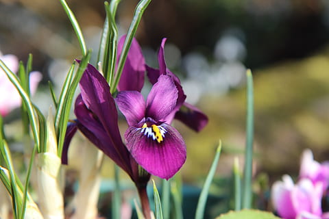 iris, iris violet, mini iris, ampoule, floraison, fleur, plante à fleurs, vulnérabilité, fragilité, fraîcheur, plante, beauté dans la nature, pétale, fermer, croissance, inflorescence, tête de fleur, se concentrer sur le premier plan, la nature, violet, journée, personne, mise au point sélective, botanique, pollen, 5K, CC0, domaine public, libre de droits