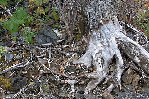 tre, røtter, trerøtter, grå, eksponerte røtter, anlegg, land, skog, vekst, rot, natur, dag, trestamme, stamme, ro, plante del, ingen folk, skjønnhet i naturen, utendørs, felt, død plante, gren, høy vinkel visning, miljø, bark, 2K, CC0, offentlig domene, opphavsrett gratis