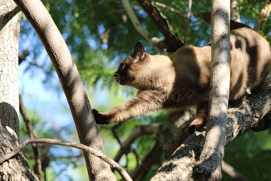 cat, siamese, tree, branches, leaves, sky, mammal, animal themes, animal, one animal, feline, plant, branch, vertebrate, domestic cat, nature, domestic animals, pets, no people, day, domestic, focus on foreground, relaxation, low angle view, outdoors, whisker, 5K