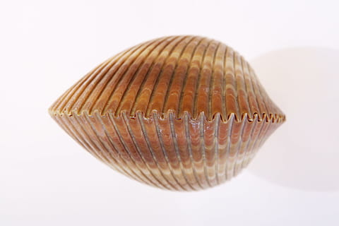 fons, os, primer pla, Costa, línia de costa, closca d’escopinyes, cargol, coral, cowrie, detall, buit, medi ambient, exòtic, peix, aïllat, la vida, marí, marinelife, marítim, mol·lusc, musclo, natural, naturalesa, oceà, foto, pod, mar, petxina de mar, vora del mar, shell, marisc, espiral, estiu, remolí, espina, viatjar, tropical, , tir de l'estudi, fons blanc, sol objecte, a l'interior, cap gent, tallar, patró, senzillesa, decoració, natura morta, moda, bellesa, ombra, forma geomètrica, enfocament selectiu, disseny, 4K, CC0, domini públic, lliure de regalies