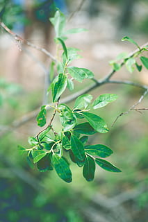 Canadá, canmore, folha, parte da planta, plantar, crescimento, cor verde, fechar-se, focar em primeiro plano, natureza, ninguém, dia, beleza na natureza, foco seletivo, ao ar livre, frescura, Comida, comida e bebida, galho, caule vegetal, árvore, ramo, sai, 5K, CC0, domínio público, royalty free