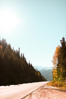 vacío, la carretera, junto a, arboles, grava, camino de tierra, banff, Canadá, naturaleza, vegetación, árbol, planta, al aire libre, tierra, bosque, flora, sendero, camino, arboleda, paisaje, arbusto, parque, cielo, tranquilidad, cielo limpio, transporte, dirección, nadie, el camino a seguir, belleza en la naturaleza, escena tranquila, día, crecimiento, paisajes - naturaleza, luz del sol, 5K, CC0, dominio público, libre de derechos