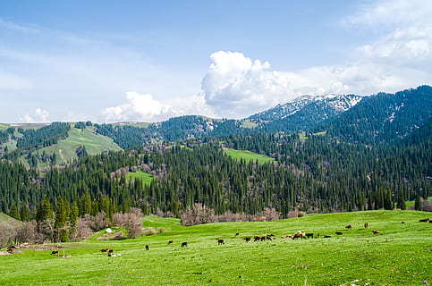 stromy, mrak, zimní, jaro, hroznů, les, gree, mrak - nebe, nebe, krása v přírodě, rostlina, zelená barva, strom, scenics - příroda, přistát, hora, krajina, klidné scény, tráva, Příroda, životní prostředí, klid, zvířat, zvíře, den, hospodářských zvířat, domácí zvířata, nikdo, horský vrchol, 2K, CC0, veřejná doména, bez autorských práv