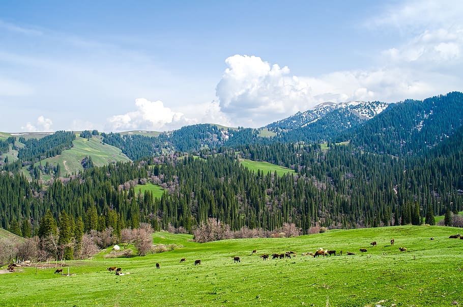 stromy, mrak, zimní, jaro, hroznů, les, gree, mrak - nebe, nebe, krása v přírodě, rostlina, zelená barva, strom, scenics - příroda, přistát, hora, krajina, klidné scény, tráva, Příroda, životní prostředí, klid, zvířat, zvíře, den, hospodářských zvířat, domácí zvířata, nikdo, horský vrchol, 2K