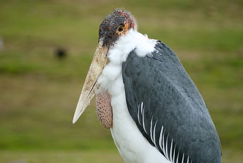 grå, hvit, pelikan, fugl, dyr, gribb, stork, nebb, condor, spiser, mat, booby, kranfugl, anhinga, skråningen, kakadue, papegøye, måke, gelender, håndtak, dekk, anlegg, dyre temaer, virveldyr, ett dyr, dyreliv, dyr i naturen, fokusere på forgrunnen, dag, nærbilde, natur, ingen folk, land, felt, rovfugl, hvit farge, utendørs, ser, sidevisning, 4K, CC0, offentlig domene, opphavsrett gratis
