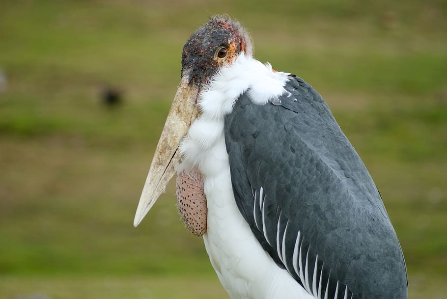 gris, blanc, pelicà, ocell, animal, voltor, cigonya, bec, còndor, menjar, booby, grulla d'ocell, anhinga, pendent, cacatúa, lloro, gavina, barana, pneumàtic, planta, temes d'animals, vertebrats, un animal, fauna animal, animals a la natura, centrar-se en primer pla, dia, primer pla, naturalesa, cap gent, terra, camp, rapinyaire, Color blanc, a l'aire lliure, mirant, vista lateral, 4K