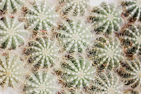 planta de cactus verd, planta, flor, dent de lleó, arbre, molsa, patró, escull, animal, aigua, naturalesa, oceà, mar, a l'aire lliure, la vida marina, cactus, brodats, Escull de corall, apiaceae, mala herba, planta suculenta, fons, creixement, marc complet, espina, bellesa a la natura, cap gent, primer pla, agut, dia, color verd, espigada, comunicació, cactus de canó, patró natural, clima àrid, 5K, CC0, domini públic, lliure de regalies
