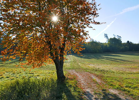 autmn, tree, sun, plant, tranquility, beauty in nature, tranquil scene, sky, growth, nature, sunlight, scenics - nature, landscape, land, no people, grass, environment, non-urban scene, autumn, day, field, outdoors, change, lens flare, 4K, CC0, public domain, royalty free