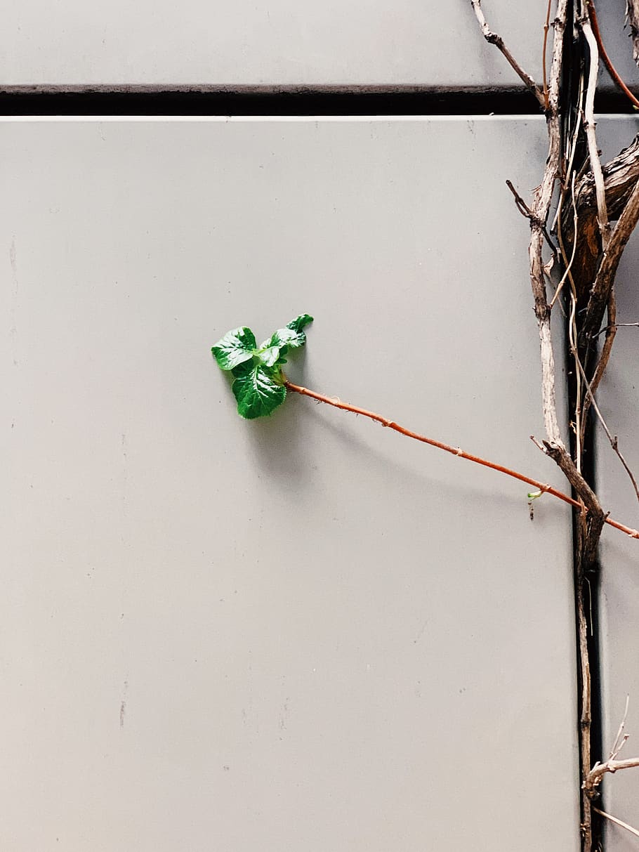 primavera, Accessori, accessorio, parete, perlina, arte, cablaggio, cristallo, legna, mensola, filo, radice, pianta, sfera, carta, gioielli, pietra preziosa, asfalto, uccello, parte vegetale, foglia, colore verde, avvicinamento, nessuno, natura, crescita, caratteristica della parete, stelo vegetale, bellezza nella natura, giorno, all'aperto, freschezza, fiore, pianta fiorita, invertebrato, architettura, fragilità, Colore bianco, 4K