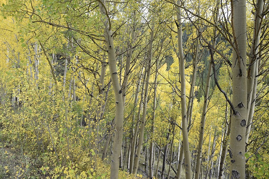 full, arbres, exappiah, arbre, planta, bellesa a la natura, bosc, creixement, tranquil·litat, terra, naturalesa, cap gent, dia, escenics - natura, escena tranquil·la, groc, color verd, a l'aire lliure, escena no urbana, llum solar, tronc de l'arbre, tronc, bambú - planta, 5K