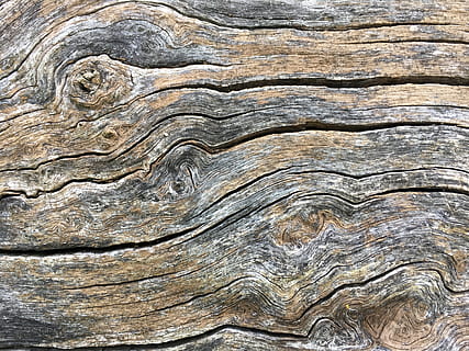 drewno, drzewo, tekstura, pnia drzewa, obraz, sztuka, zwierzę, ptak, driftwood, grzbiety, kwestia, w wieku, ziarno, brązowy, bagażnik samochodowy, Włochy, umbria, spoleto, Natura, sklejka, tła, wzór, pełna ramka, zbliżenie, teksturowane, żadnych ludzi, drewno - materiał, naturalny wzór, na dworze, dzień, szorstki, ekstremalne zbliżenie, solidny, historia, wyblakły, kamień - przedmiot, ziarno drewna, 4K, CC0, domena publiczna, darmowe zdjęcia