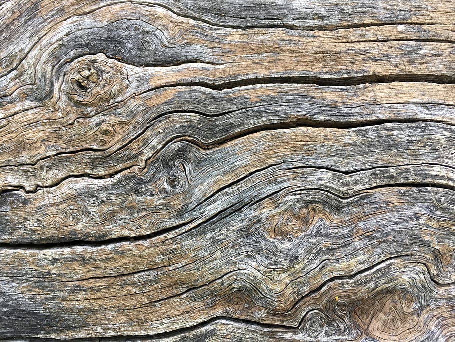 fusta, arbre, textura, tronc de l'arbre, pintura, art, animal, ocell, fusta flotant, dorsals, línies, envellit, gra, marró, tronc, Itàlia, umbria, spoleto, naturalesa, fusta contraxapada, fons, patró, marc complet, primer pla, cap gent, material de fusta, patró natural, a l'aire lliure, dia, aspre, primer pla extrem, sòlid, història, resistent, pedra - objecte, gra de fusta, 4K