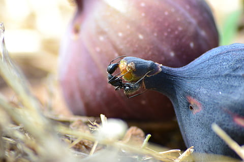 Insekten, Obst, Feigenbaum, Feige, Natur, Tierwelt, Tiere in freier Wildbahn, Nahansicht, wirbellos, ein Tier, selektiver Fokus, Insekt, Tag, Pflanze, keine Leute, draußen, Lebensmittel, Sonnenlicht, Essen, Schönheit in der Natur, Marine, 4K, CC0, gemeinfrei, lizenzfrei