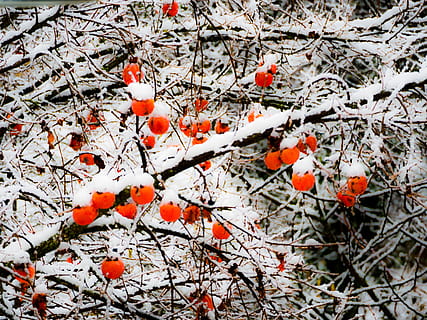 neve, árvore, ramo, caqui, fruta, branco, plantar, cor laranja, temperatura fria, inverno, crescimento, beleza na natureza, Comida, ninguém, dia, natureza, Alimentação saudável, vermelho, fechar-se, comida e bebida, congeladas, ao ar livre, sorva, 5K, CC0, domínio público, royalty free