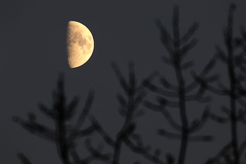 Hälfte, Mond, Nacht-, Baum, ästhetisch, Mondlicht, geheimnisvoll, Atmosphäre, Himmel, Stimmung, Dunkelheit, dunkel, Licht, Nachthimmel, düster, seltsam, Star, Natur, sternenklarer Himmel, schwarz, Winter, Herbst, Halbmond, Astronomie, Platz, Ruhe, Schönheit in der Natur, Pflanze, Szenen - Natur, ruhige Szene, Vollmond, planetarischer Mond, keine Leute, Silhouette, Ast, Flachwinkelansicht, draußen, Astrologie, 2K