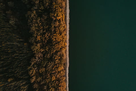 superiore, vista, verde, calma, acqua, vista drone, albero, foresta, foresta densa, aereo, simmetrico, natura, riva, oceano, mare, Riva del fiume, costa, d'oro, luce dorata, ora d'oro, autunno, fiume, paesaggio, pianta, nessuno, terra, bellezza nella natura, la tranquillità, scena tranquilla, scenics - natura, crescita, giorno, all'aperto, tronco d'albero, tronco, colore verde, bosco, scena non urbana, sfondi, vista dall'alto, albero di conifere, 4K, CC0, dominio pubblico, privo di copyright