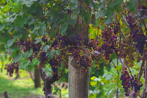 Trauben Obstbaum, Wachstum, Pflanze, Essen und Trinken, Weinberg, Natur, Traube, Lebensmittel, Frische, Obst, Tag, Rebe, gesundes Essen, Landwirtschaft, Baum, Blatt, Pflanzenteil, keine Leute, Nahansicht, grüne Farbe, hängend, Wein machen, draußen, lila, reif, Plantage, 8K, CC0, gemeinfrei, lizenzfrei