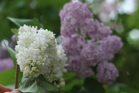 Germania, Turingia, albero, giardino, lilla, primavera, estate, giardinaggio, fiore, pianta fiorita, vulnerabilità, fragilità, pianta, bellezza nella natura, freschezza, avvicinamento, natura, petalo, crescita, giorno, infiorescenza, testa di fiore, concentrarsi sulle conoscenze acquisite, all'aperto, viola, detenzione, messa a fuoco selettiva, un mazzo di fiori, composizione floreale, mazzo, 5K, CC0, dominio pubblico, privo di copyright