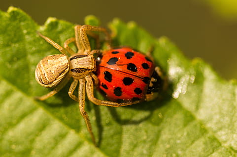 aranya, marieta, macro, insecte, temes d'animals, animal, fauna animal, un animal, invertebrat, animals a la natura, escarabat, primer pla, tacat, naturalesa, part de la planta, cap gent, vermell, full, centrar-se en primer pla, dia, planta, marques d’animals, a l'aire lliure, petit, 5K, CC0, domini públic, lliure de regalies
