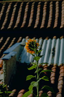 floarea-soarelui galben, plantă, inflori, floare, margaretă, margarete, floarea-soarelui, Acanthaceae, aranjament floral, buchet de flori, Trandafir, polen, balustradă, dovleac, vegetal, alimente, floare de comori, ecran LCD, Electronică, ecran, planta cu flori, natură, frumusețe în natură, creştere, prospeţime, a închide, selectiv, vulnerabilitate, frunze, parte a plantelor, fragilitate, petală, nici o persoana, zi, cap de floare, să se concentreze asupra primelor elemente, în aer liber, 5K, CC0, domeniu public, fără drepturi de autor