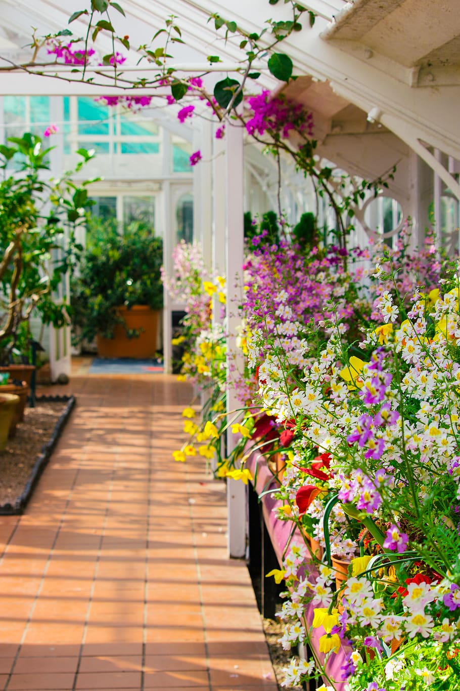 fiori di colore assortiti, pianta, fiore, pianta fiorita, freschezza, crescita, natura, bellezza nella natura, vulnerabilità, architettura, nessuno, fragilità, concentrarsi sulle conoscenze acquisite, all'aperto, giorno, struttura costruita, sentiero, pianta in vaso, botanica, preparativi, esterno dell'edificio, testa di fiore, vaso di fiori, colonna architettonica, composizione floreale, 4K