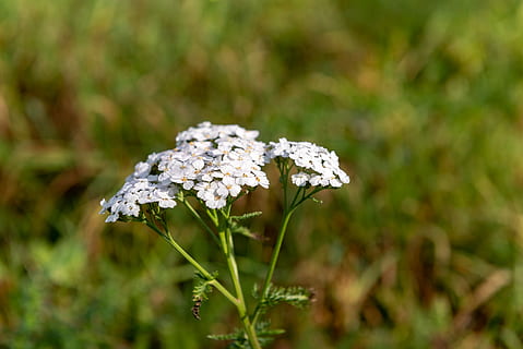 floare afinata, luncă, verde, natură, plantă, a inflori, flori sălbatice, creştere, frumusețe în natură, planta cu flori, să se concentreze asupra primelor elemente, a închide, floare, vulnerabilitate, fragilitate, zi, culoare alba, prospeţime, nici o persoana, selectiv, camp, teren, Culoarea verde, în aer liber, iarbă, cap de floare, 4K, CC0, domeniu public, fără drepturi de autor