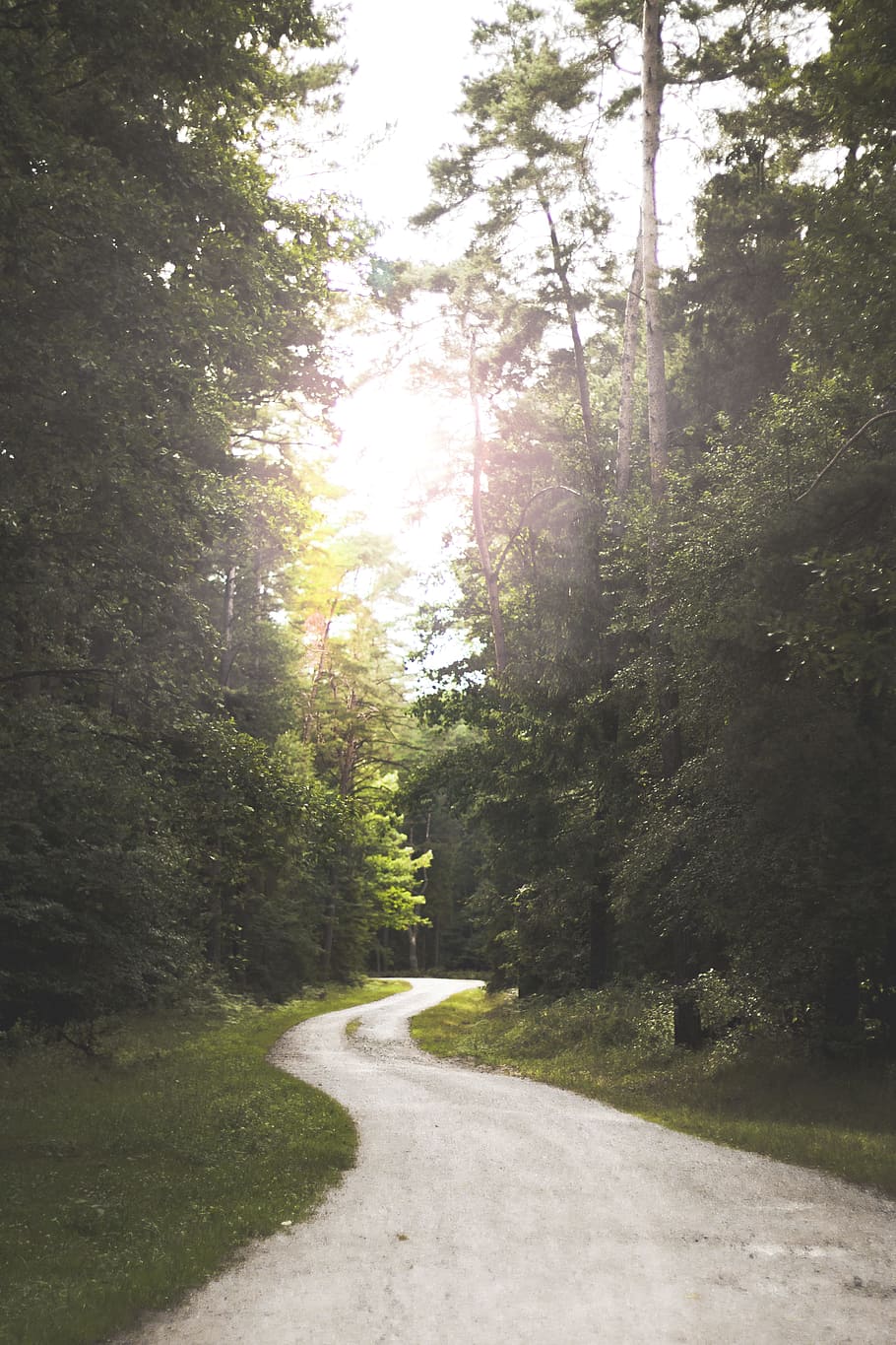 Ventós, carretera, bosc, medi ambient, herba, paisatge, al matí, naturalesa, a l'aire lliure, parc, escènic, llum solar, arbres, boscos, planta, arbre, el camí a seguir, direcció, bellesa a la natura, creixement, tranquil·litat, terra, dia, cap gent, transport, escena tranquil·la, cel, escenics - natura, escena no urbana, 5K