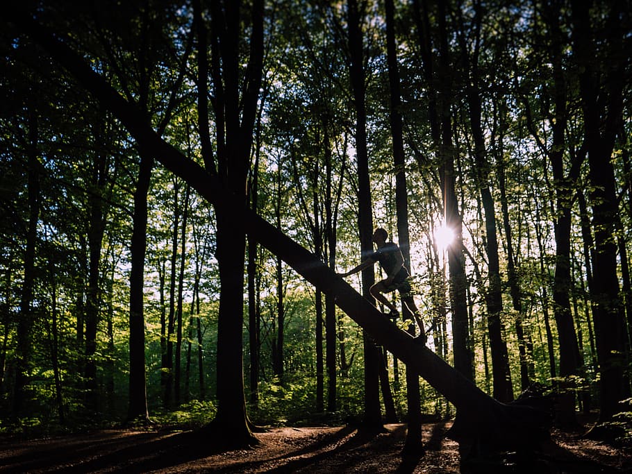 home, negre, samarreta, escalada, arbre, branques, la llum del dia, medi ambient, bosc, herba, paisatge, naturalesa, parc, persona, escènic, sol, raig de sol, llum solar, arbres, boscos, planta, terra, bellesa a la natura, tranquil·litat, creixement, tronc de l'arbre, tronc, escena tranquil·la, escenics - natura, escena no urbana, dia, cap gent, cel, a l'aire lliure, streaming, flare de la lent, brillant, bambú - planta, 2K