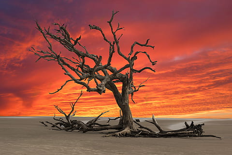posta de sol, arbre mort, sequera, paisatge, terreny erm, sec, arbre, terra, cel, platja, naturalesa, sorra, color taronja, tranquil·litat, escenics - natura, aigua, planta, bellesa a la natura, núvol - cel, arbre nu, mar, escena tranquil·la, branca, cap gent, a l'aire lliure, planta morta, fusta flotant, 5K, CC0, domini públic, lliure de regalies