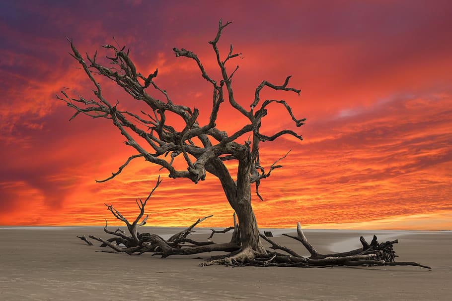 posta de sol, arbre mort, sequera, paisatge, terreny erm, sec, arbre, terra, cel, platja, naturalesa, sorra, color taronja, tranquil·litat, escenics - natura, aigua, planta, bellesa a la natura, núvol - cel, arbre nu, mar, escena tranquil·la, branca, cap gent, a l'aire lliure, planta morta, fusta flotant, 5K