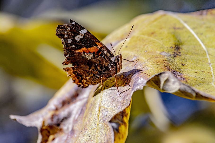 falena, Marrone, ruggine, giallo, insetto, natura, autunno, invertebrato, fauna selvatica, temi animali, animale, animali allo stato selvatico, farfalla - insetto, ala animale, parte vegetale, foglia, avvicinamento, un animale, bellezza nella natura, nessuno, all'aperto, pianta, albero, giorno, modificare, condizione naturale, 5K