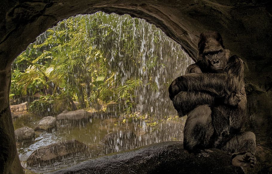 cova, goril·la, cascada, caure, aigua, flux, naturalesa, paisatge, negre, animal, salvatge, jungla, zoo, parc, fauna animal, temes d'animals, rock - object, animals a la natura, rock, mamífer, sòlid, cap gent, arbre, grup d’animals, planta, a l'aire lliure, vertebrats, dia, mico, relaxació, 1080P