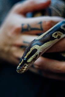animal, serp, python de roca, rèptil, humà, persona, tatuatge, detalls, serpiente, bellesa, naturalesa, natura, rei serp, dit, anaconda, serp de cascavell, ungles, menjar, lupin, part del cos humà, mà humana, centrar-se en primer pla, una persona, un animal, mà, primer pla, persones reals, persona irreconeixible, fauna animal, estils de vida, part del cos, vertebrats, part del cos dels animals, celebració, escala d’animals, extremitat humana, 4K, CC0, domini públic, lliure de regalies