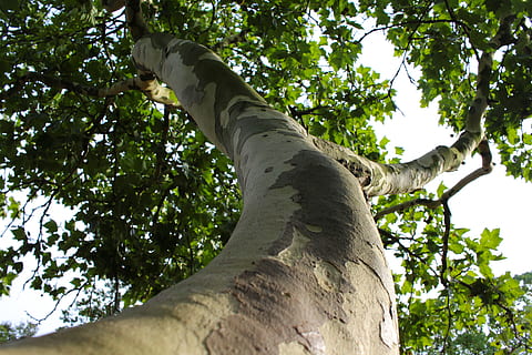 ceppo, abbaiare, ramo, prospettiva, crescere, natura, estate, inferno, le foglie, legna, solido, costante, luce, vivere, vecchio, tribù, albero, pianta, Inquadratura dal basso, tronco d'albero, tronco, crescita, nessuno, giorno, colore verde, cielo, all'aperto, la tranquillità, bellezza nella natura, luce del sole, terra, foresta, foglia, parte vegetale, direttamente sotto, baldacchino di albero, 5K, CC0, dominio pubblico, privo di copyright