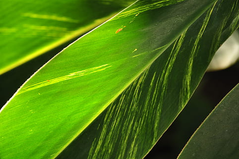 pianta verde foglia, avvicinamento, giardino, verde, crescita, foglia, pianta, purezza, colore verde, parte vegetale, bellezza nella natura, natura, nessuno, freschezza, giorno, concentrarsi sulle conoscenze acquisite, luce del sole, all'aperto, le foglie, modello, clima tropicale, modello naturale, Palma, botanica, foglia di palma, 2K, CC0, dominio pubblico, privo di copyright
