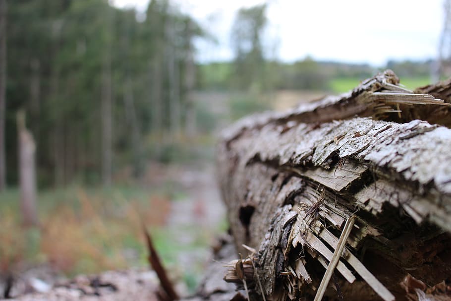 ceppo, foresta, albero, natura, legna, tronchi d'albero, paesaggio, abbaiare, tribù, autunno, immagine grezza, legno - materiale, terra, legname, concentrarsi sulle conoscenze acquisite, la deforestazione, legna da ardere, giorno, pianta, nessuno, industria del legname, all'aperto, messa a fuoco selettiva, bosco, combustibile e produzione di energia, pila, 5K