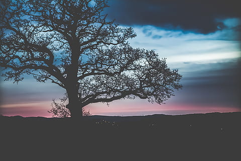 kahler Baum, Pflanze, Baumstamm, Silhouette, Himmel, Baum, Dämmerung, Eiche, Sonnenlicht, Bergahorn, Turbine, Windkraftanlage, Maschine, Motor-, Motor, scrollen, draußen, Sonnenuntergang, roter Himmel, Schönheit in der Natur, ruhige Szene, wolke - himmel, Szenen - Natur, Ruhe, Natur, Umgebung, Landschaft, keine Leute, idyllisch, Nicht-städtische Szene, Wachstum, Ast, Land, 5K, CC0, gemeinfrei, lizenzfrei