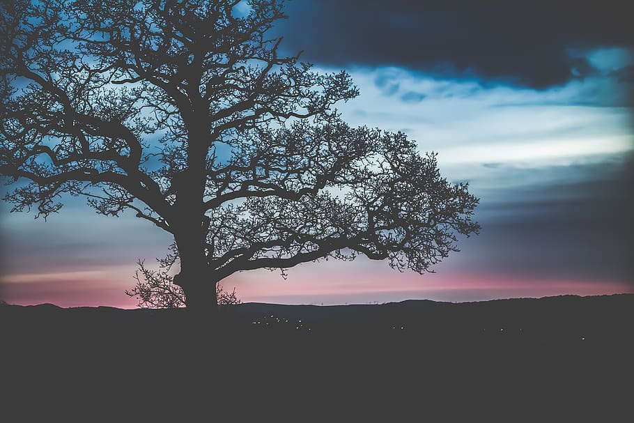 kahler Baum, Pflanze, Baumstamm, Silhouette, Himmel, Baum, Dämmerung, Eiche, Sonnenlicht, Bergahorn, Turbine, Windkraftanlage, Maschine, Motor-, Motor, scrollen, draußen, Sonnenuntergang, roter Himmel, Schönheit in der Natur, ruhige Szene, wolke - himmel, Szenen - Natur, Ruhe, Natur, Umgebung, Landschaft, keine Leute, idyllisch, Nicht-städtische Szene, Wachstum, Ast, Land, 5K