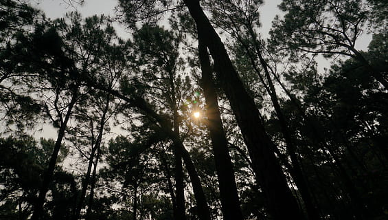 llum, flamarada, llum solar, arbre, planta, sol, bosc, al matí, sequoia, roba, samarreta, vegetació, abies, avet, lupin, flor, fanal, vista d’angle baix, bellesa a la natura, tranquil·litat, cel, creixement, naturalesa, cap gent, terra, tronc, tronc de l'arbre, escena tranquil·la, escenics - natura, dia, a l'aire lliure, silueta, raig de sol, flare de la lent, streaming, copa de l'arbre, 4K, CC0, domini públic, lliure de regalies