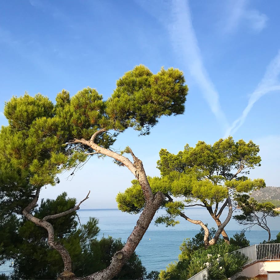 Španělsko, majorca, strom, rostlina, nebe, voda, růst, krása v přírodě, klid, Příroda, scenics - příroda, klidné scény, den, nikdo, modrý, zelená barva, venku, mrak - nebe, slunečního světla, moře, přistát, 1080P