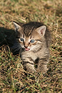 gat, gatet, mascotes, felí, animal, animals, bonic, gat domèstic, naturalesa, ulls, pelut, perdició, un animal, mamífer, nacional, animals domèstics, retrat, vertebrats, animal jove, camp, terra, herba, mirant la càmera, cap gent, bigotis, tabby, ull d’animals, 2K, CC0, domini públic, lliure de regalies
