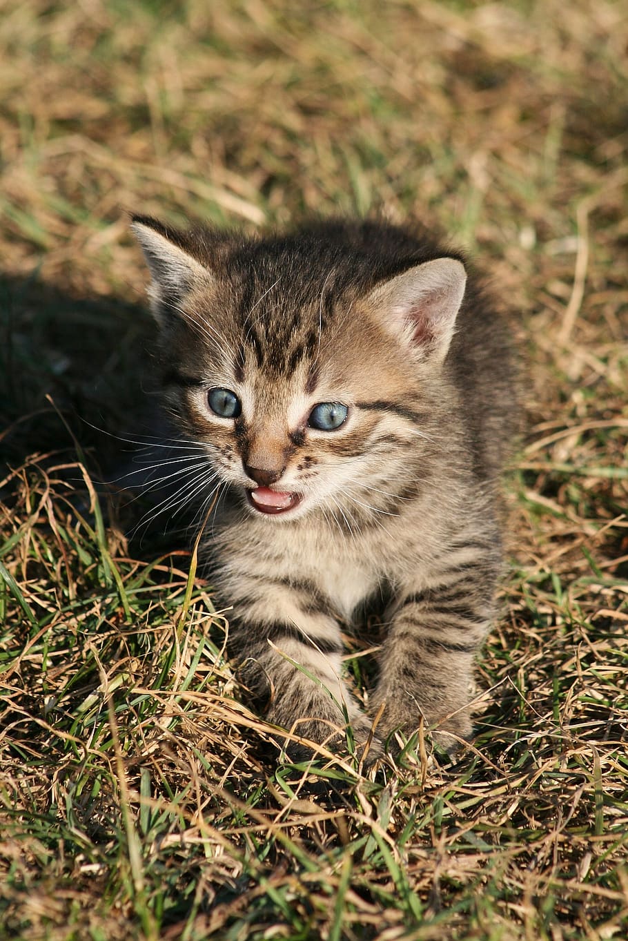 gat, gatet, mascotes, felí, animal, animals, bonic, gat domèstic, naturalesa, ulls, pelut, perdició, un animal, mamífer, nacional, animals domèstics, retrat, vertebrats, animal jove, camp, terra, herba, mirant la càmera, cap gent, bigotis, tabby, ull d’animals, 2K