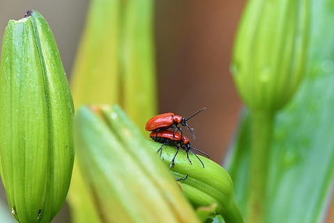 macro, natuurinsect, ongewerveld, insect, dierenleven, dieren in het wild, dier, één dier, dierlijke thema's, detailopname, groene kleur, fabriek, blad, deel van de plant, groei, dag, selectieve aandacht, natuur, focus op de voorgrond, geen mensen, zoölogie, kever, 4K, CC0, publiek domein, royaltyvrij